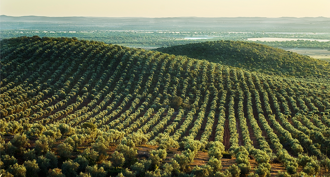 Olive-Oil Olives&Oils(O&O)