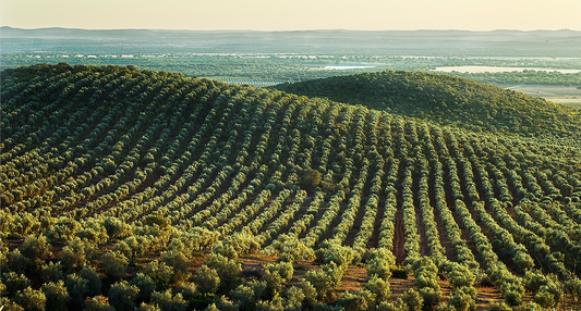 Olive-Oil Olives&Oils(O&O)